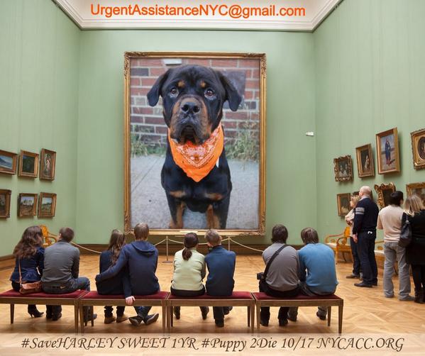 UrgentPart2's tweet photo. #SaveHARLEY 1YR #Dog 2Die 10/17 @NYCACC #Hero 2 #Adopt OR #Foster from #Rescue #Love NHONLY
https://t.co/HIjANRz5gn http://t.co/cen9lPtr31