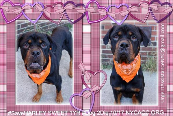 UrgentPart2's tweet photo. #SaveHARLEY 1YR #Dog 2Die 10/17 @NYCACC #Hero 2 #Adopt OR #Foster from #Rescue #Love NHONLY
https://t.co/HIjANRz5gn http://t.co/cen9lPtr31