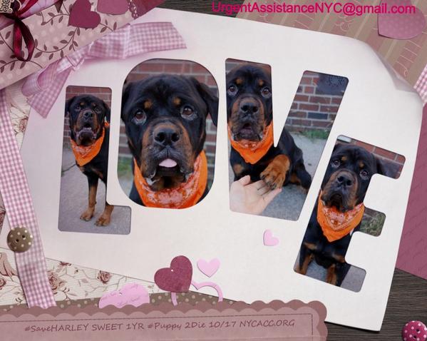 UrgentPart2's tweet photo. SHARE NEW PICS OF #SavePAL &amp; #SaveHARLEY
They only have TONIGHT!!!
https://t.co/HIjANRz5gn
https://t.co/2IWU6MpmPl http://t.co/4kfClN6ozd