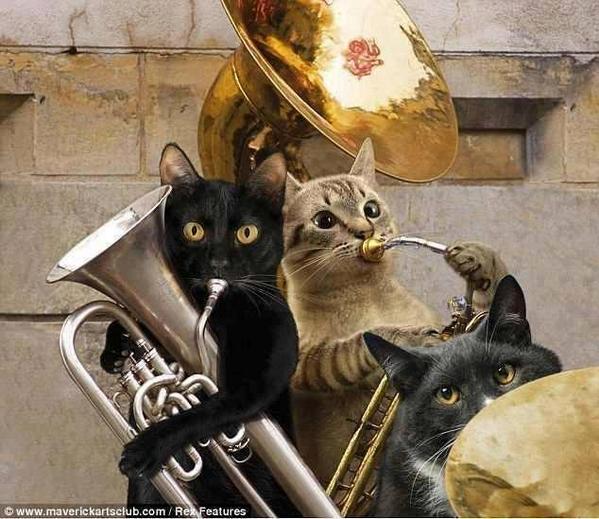 anoniemepersoon's tweet photo. Happy Cat Bracelets on sale 
Hurry quickly not to miss the #ZaCatChoirLivePerformance    https://t.co/sZ6b2M3gNb