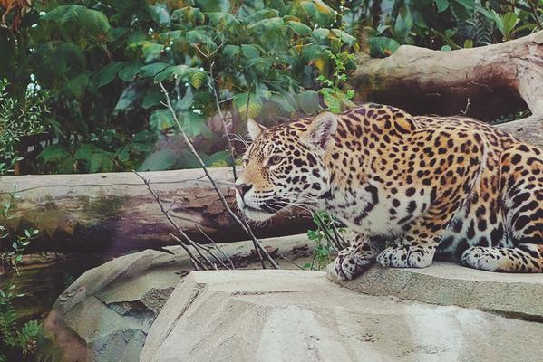 NEW POST : Ma balade au Zoo de Vincennes <3 bit.ly/au-zoo cc <a href="/ParcZoologique/">Parc Zoologique</a> #Zoo #Paris #Sortie