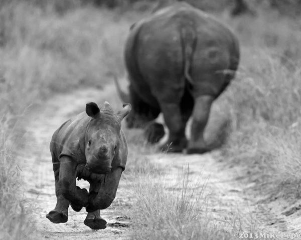 #Rhino education Project meeting with <a href="/rhinosa2/">Rhino SA</a> &amp; <a href="/TylorK_/">Tylor Kotze</a> - <a href="/SirKingUniverse/">Sir Tylor Kotze</a>