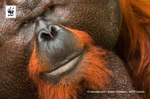 WWF's tweet image. Have you seen the #unseen? bit.ly/1og88uC