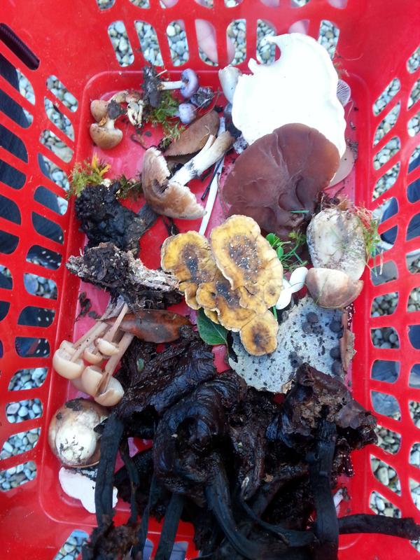 jenbotowill's tweet photo. Lots of interesting fungi found at TreborthBG last Saturday! Join Moel y Ci Sunday 19 Oct @ 2pm for more fungal fun! http://t.co/Q2Ve7ciPOA