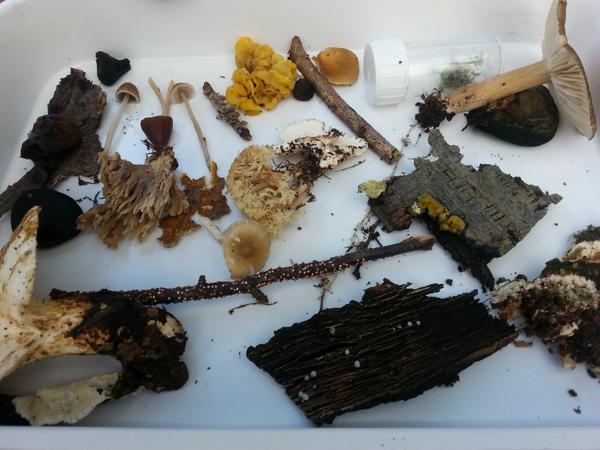 jenbotowill's tweet photo. Lots of interesting fungi found at TreborthBG last Saturday! Join Moel y Ci Sunday 19 Oct @ 2pm for more fungal fun! http://t.co/Q2Ve7ciPOA