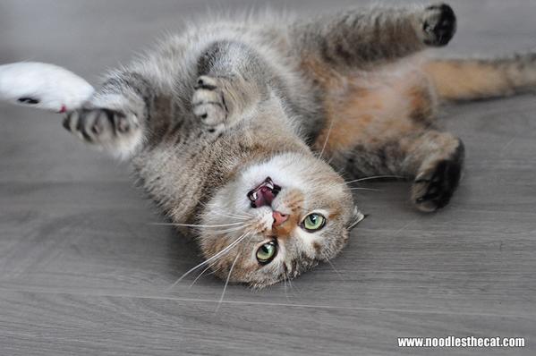 Noodlesthecat1's tweet photo. Happy #jellybellyfriday ! My human will write an article about the #airbutt or #elevatorbutt. Tweet us your pics! http://t.co/p50ifGLYxS