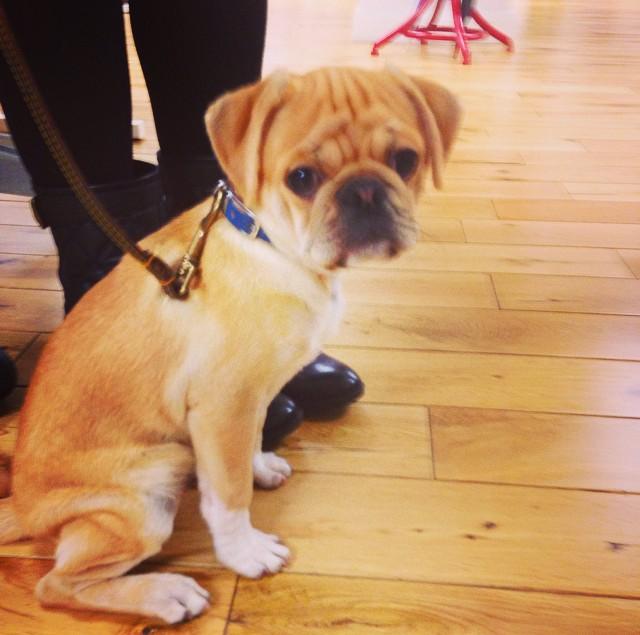 Embedded image permalink