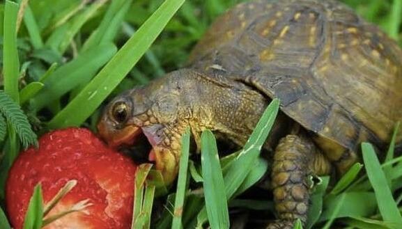 _Paisajes_'s tweet photo. Tortuga feliz comiendo una fresa. http://t.co/SJ8VTiBEdR