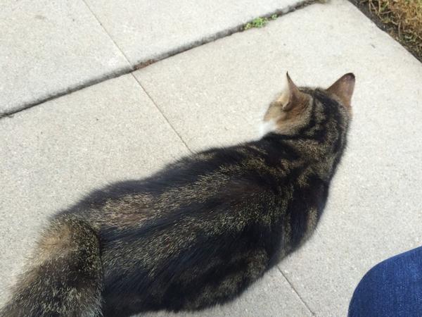 met a cat today. 🐱