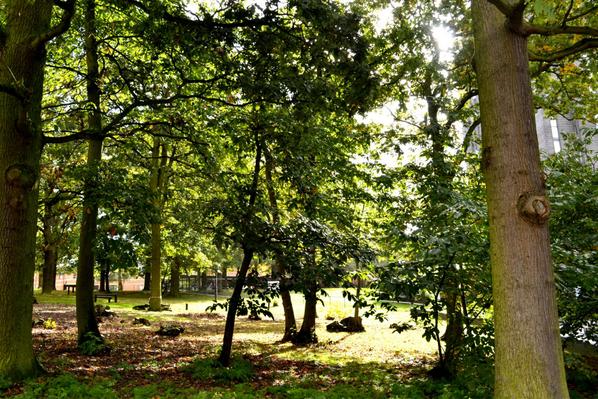 Embedded image permalink