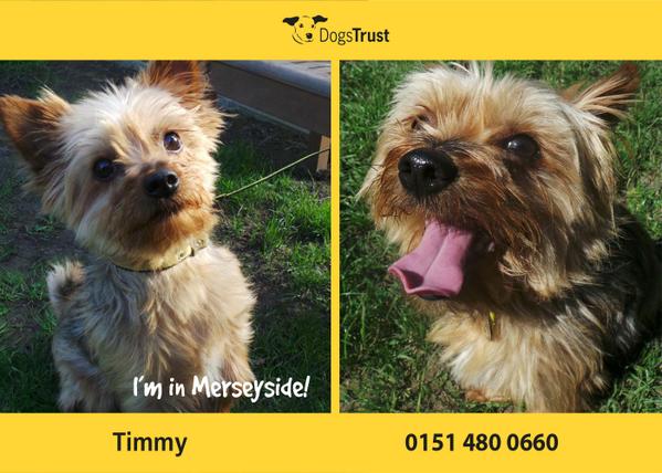 Timmy at <a href="/DT_Merseyside/">Dogs Trust Merseyside</a> is a very frightened little dog who loves to play games and go for walks. #rehome