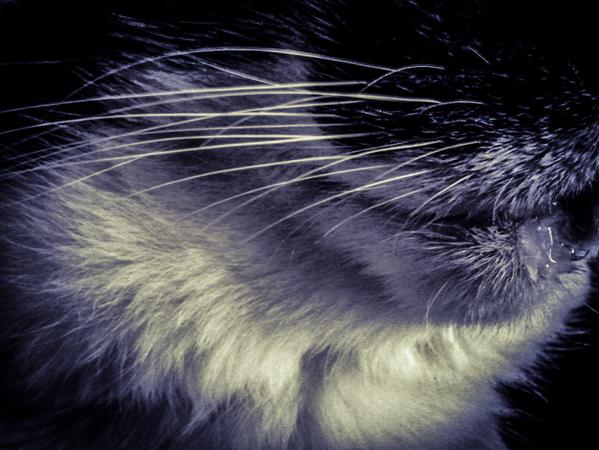 theimproj's tweet image. #WPCpc #StreetWPC