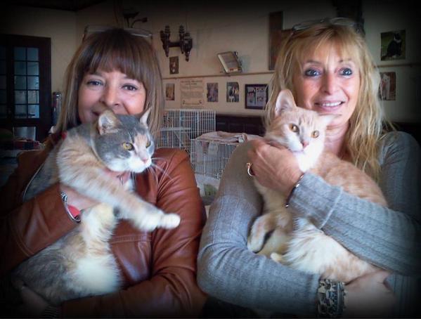 AdoptaGatitos's tweet photo. ÚLTIMO MOMENTO: Nelly no quiso separar a las hermanitas y #Escocia e #Irlanda se fueron juntas en adopción <3 http://t.co/i3xs7K1Wtg