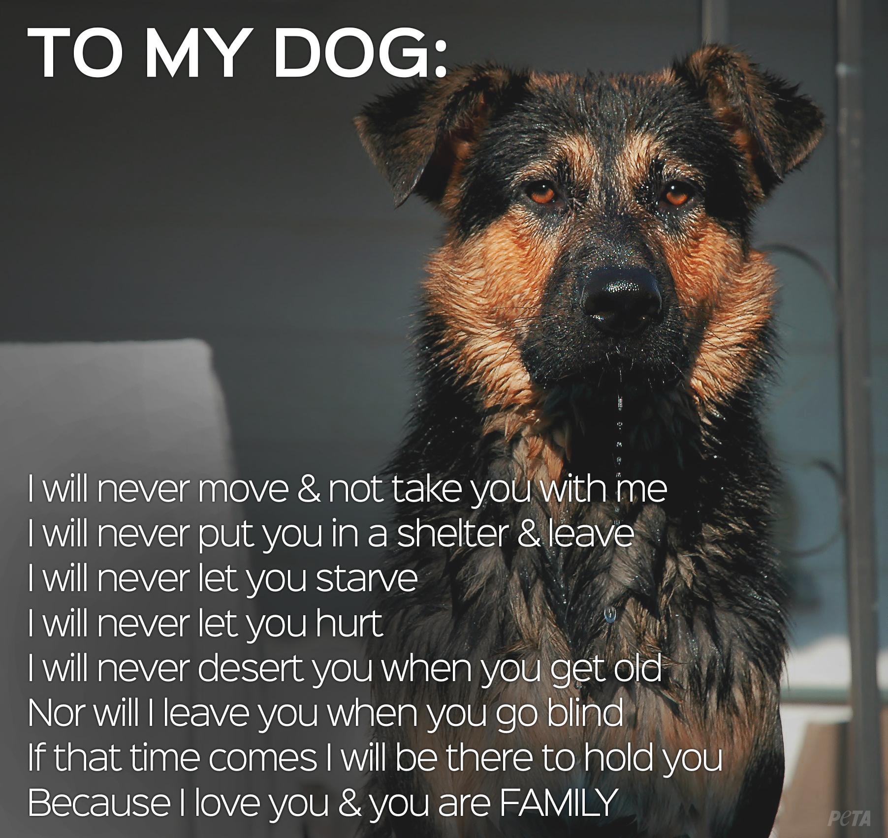Peta On Twitter Rt If Your Dog Is Family Adoptashelterdogmonth Adoptdontbuy Http T Co Uk3g7xdedv Twitter Peta On Twitter Rt If Your Dog Is Family Adoptashelterdogmonth Adoptdontbuy Http T Co Uk3g7xdedv Twitter