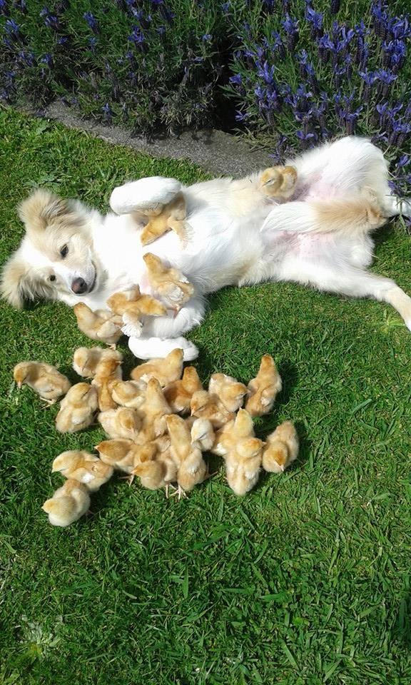 Adorably's tweet photo. ~chick magnet~ http://t.co/g3hFdkGdjR