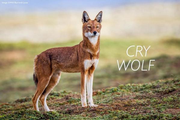 #wolves Ethiopia magazine.africageographic.com/weekly/issue-1…
WHAT IT TAKES TO SAVE AFRICA’S
MOST ENDANGERED CARNIVORE