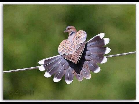 nasSser_99's tweet photo. http://t.co/GxB7VJ9SC1