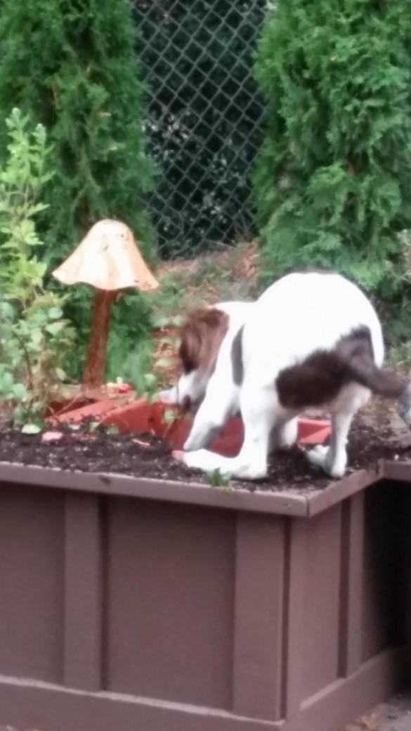 daisy duke tweet media