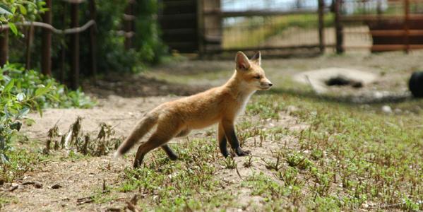 Лисы читают о себе. Red Fox колышек DAC. Red Fox Kodiak женская. Купание красной лисы. Red Fox 4 Индия.