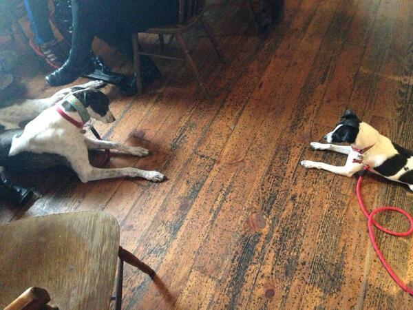The_Coolector's tweet image. Best thing I&apos;ve seen in a while - dogsinpubs.com @DogsInPubs