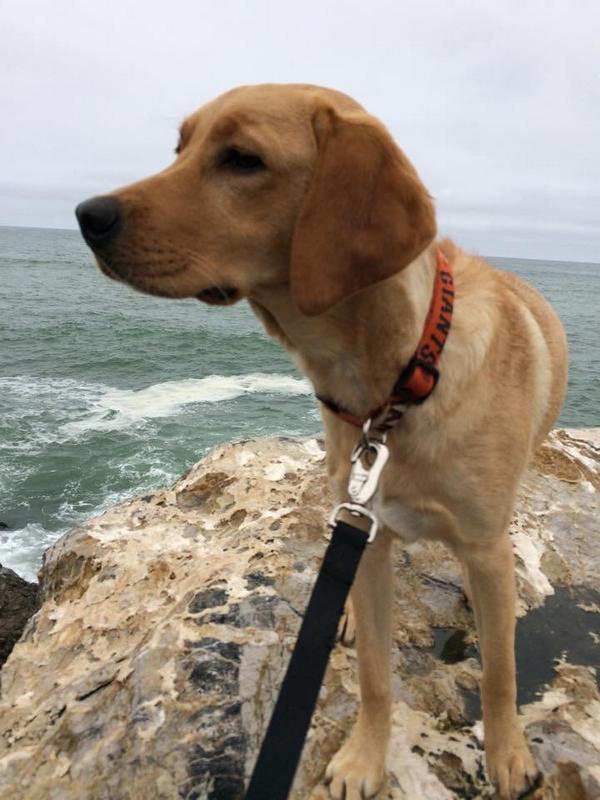 NorCal66's tweet photo. "Hopes" Rock in Pacifica ;) She Love's Fox40 http://t.co/rx8vPhjVnp