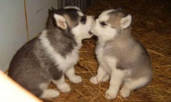 Russian_Immi's tweet photo. Came home to this! Alla &amp; Hodel are becoming the best of friends....well hopefully! #siblinglove #husky #cute #family http://t.co/o2GKgfRhEL