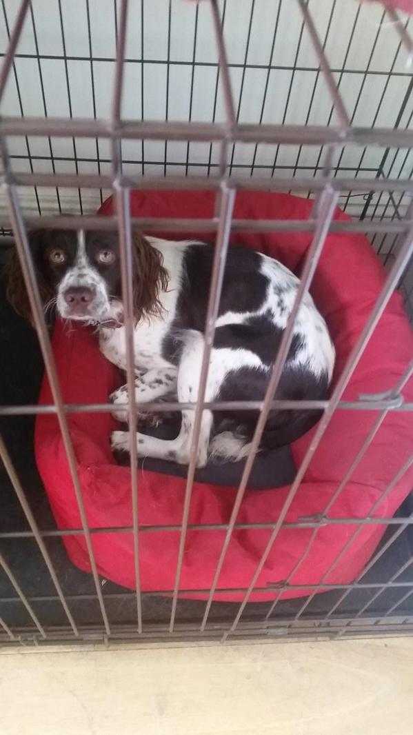 TheHouseOfDogUK's tweet image. Jess from @EnviroDogs is back at #DogsWithBlogs with her latest post, &amp;amp; she's hurt her paw! :( thehouseofdog.co.uk/jess-dry-rot-s…