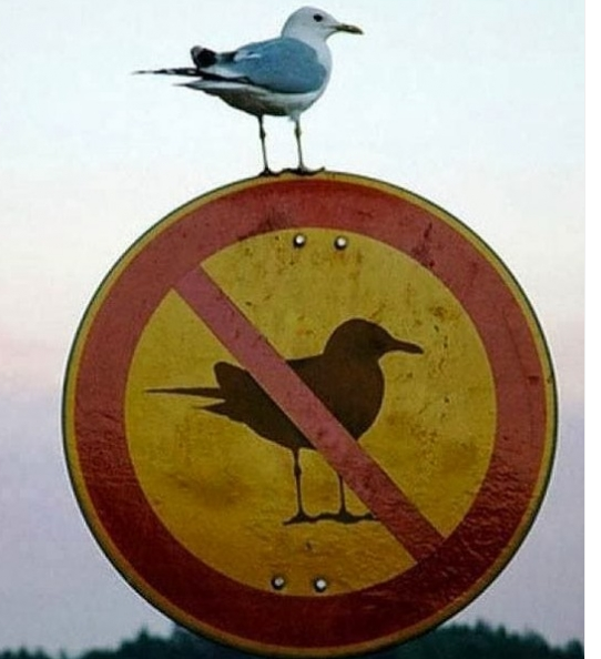 Permalink voor ingesloten afbeelding