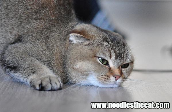 Noodlesthecat1's tweet photo. Want your cat to be featured on http://t.co/jErzlUQicV Send us your #airbutt pics of your cat! http://t.co/5Ia0CnoMfo