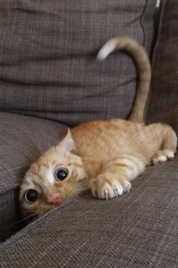 Catscinating's tweet photo. Adult cats only meow to communicate with humans #cats #meow #catscinating #catlover http://t.co/45D2ADp9PD