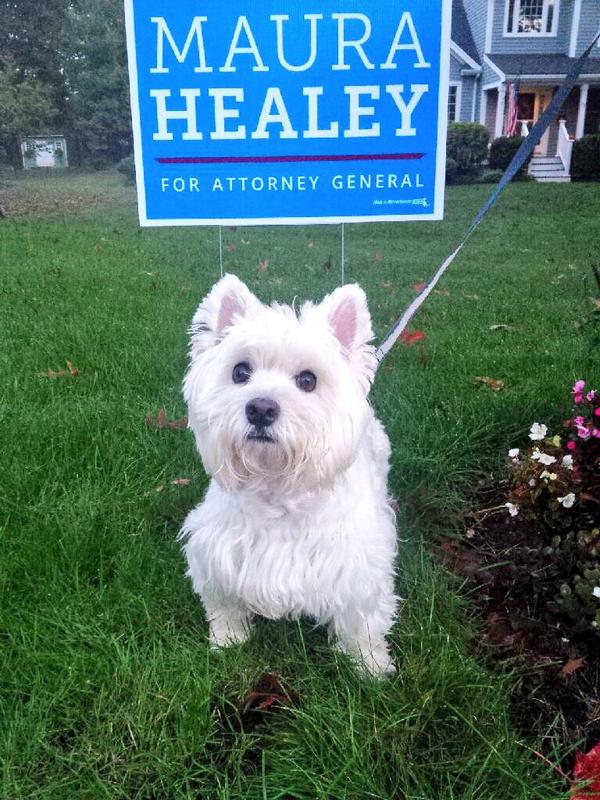 maura_healey's tweet photo. #HappyFriday #Dogs4Maura Rosie just put up a new yard sign! If you would like 1 email Margie@maurahealey.com #mapoli http://t.co/1O47y1NEuk