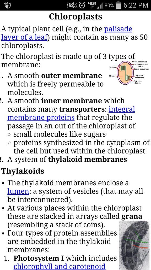 Ribohomies's tweet photo. @lysosome5lyfe @chloroplast52 they made of protein doe. That's all me #madeinribosome http://t.co/p5TWIOQHzo