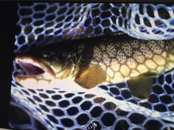 CDberg22's tweet image. I like fall fishing...