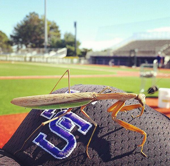 JFloyd_30's tweet photo. Like to welcome Coach Josh, @JReynoldsKSU son to the Kansas State coach staff #samebodytype http://t.co/g3nYiUTcqR