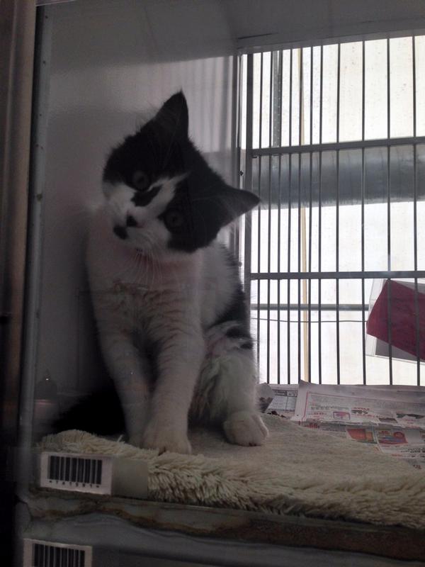 955thebull's tweet photo. How cute are they?! The adoption event goes on until Oct. 19! #animalfoundation #slidingintohomes #adopt http://t.co/UmFxWDpk9m