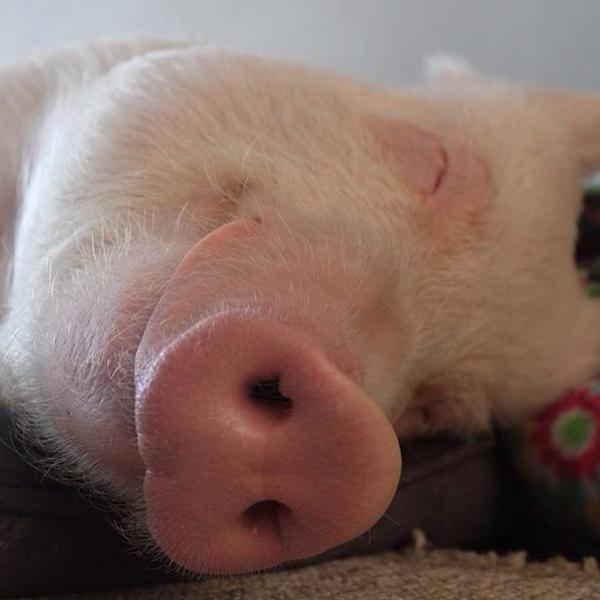 EstherThePig's tweet photo. Everything is better after a nap. http://t.co/XblVyAJLtW