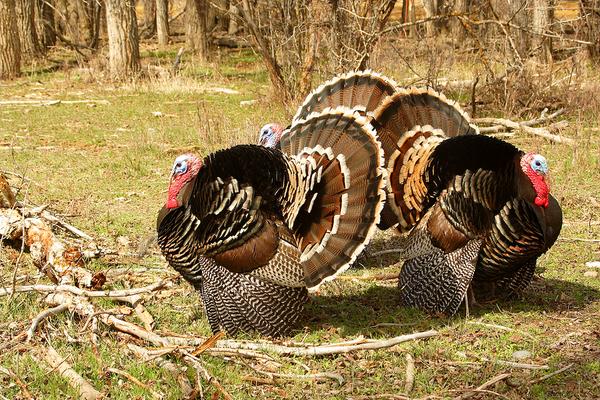 Egg Incubation Shop (@Eggincubation) | Twitter