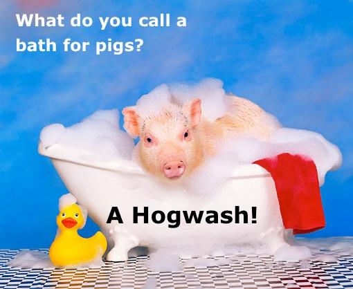 What do you call a bath for pigs? A Hogwash! #funnyfriday