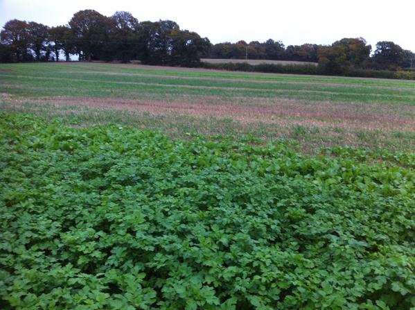 No1FarmerGuy's tweet photo. #covercrop trial plots #stripey #rootsnotiron #mustard #oilradish http://t.co/cGA6W5EWPy