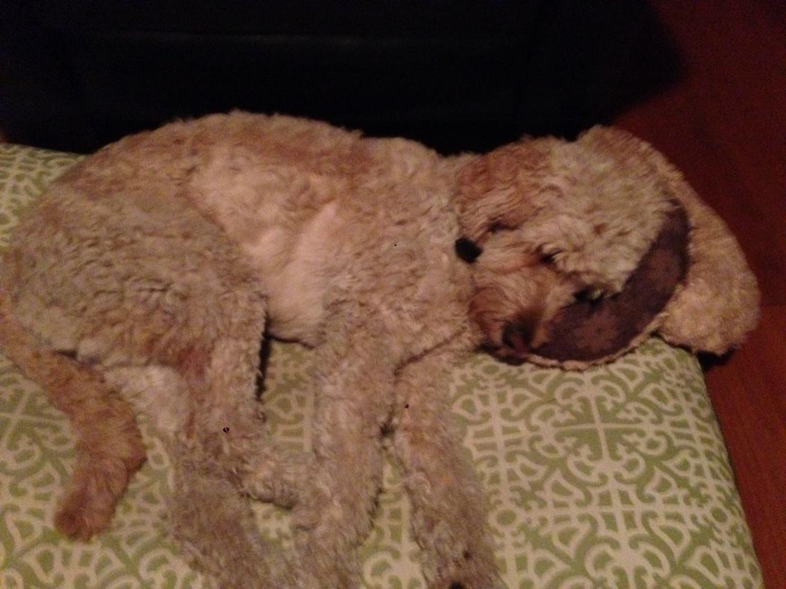 Embedded image permalink