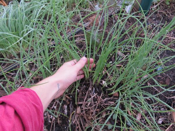CoCreativeFarm's tweet image. Thinning the green onions...can taste them already.