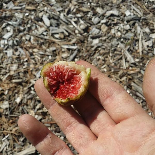 Spots still open for tomorrow's OTR Walking Tour + Happy Hour w/these fresh figs &amp; more! facebook.com/events/3270691…