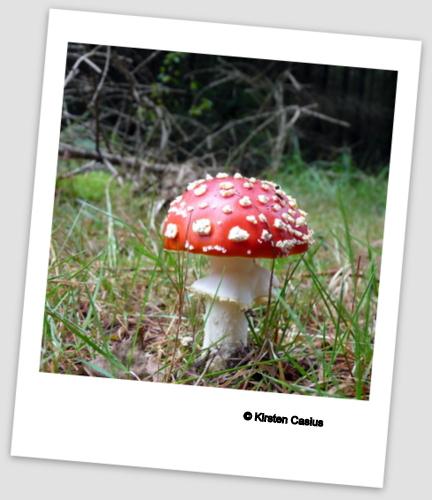 kcasius's tweet image. Heerlijk #wandel weer dit weekend. Geniet van de #herfst op de #Veluwe #Harderwijk #Nijkerk #Barneveld @EropuitinNL