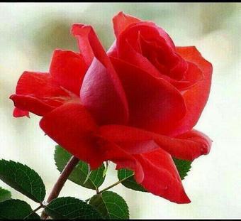 CjgjGdhh's tweet photo. @a_otaibia511 http://t.co/FWCohvH1V1