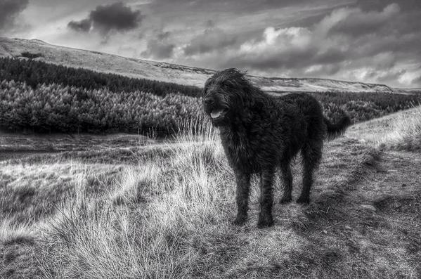 meliaphoto's tweet photo. Black &amp; White image for a change, Bumble my #Labrdoodle shot with the new #LeicaX http://t.co/JBgXuLRj2V