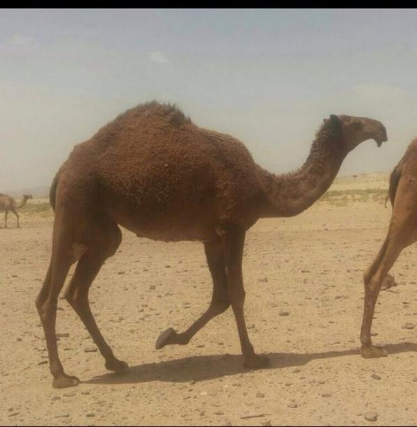 بنت بعير / منشر النفيعي الذي قد تم نشر صورته من قبل 
  ما شاء الله 💫

 كل الشكر لمن قام بإرسالها