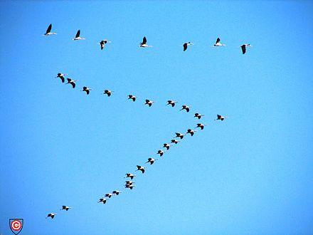 RWATERFOWL's tweet photo. Did u know waterfowl can reduce fatigue by 70% when flying in the "V FORMATION" http://t.co/xETaAnPJvo