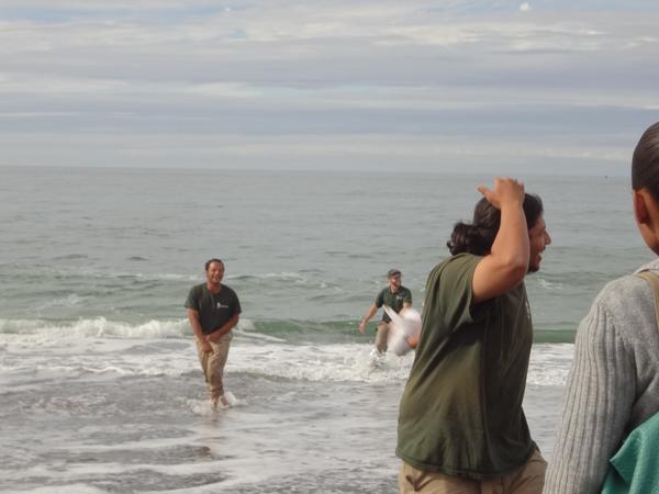 TheCACoast's tweet image. @SacConservation Corps learned how to be "Beach Buddies" thru a @StateFairCA #WhaleTail grant. Today: a beach visit!