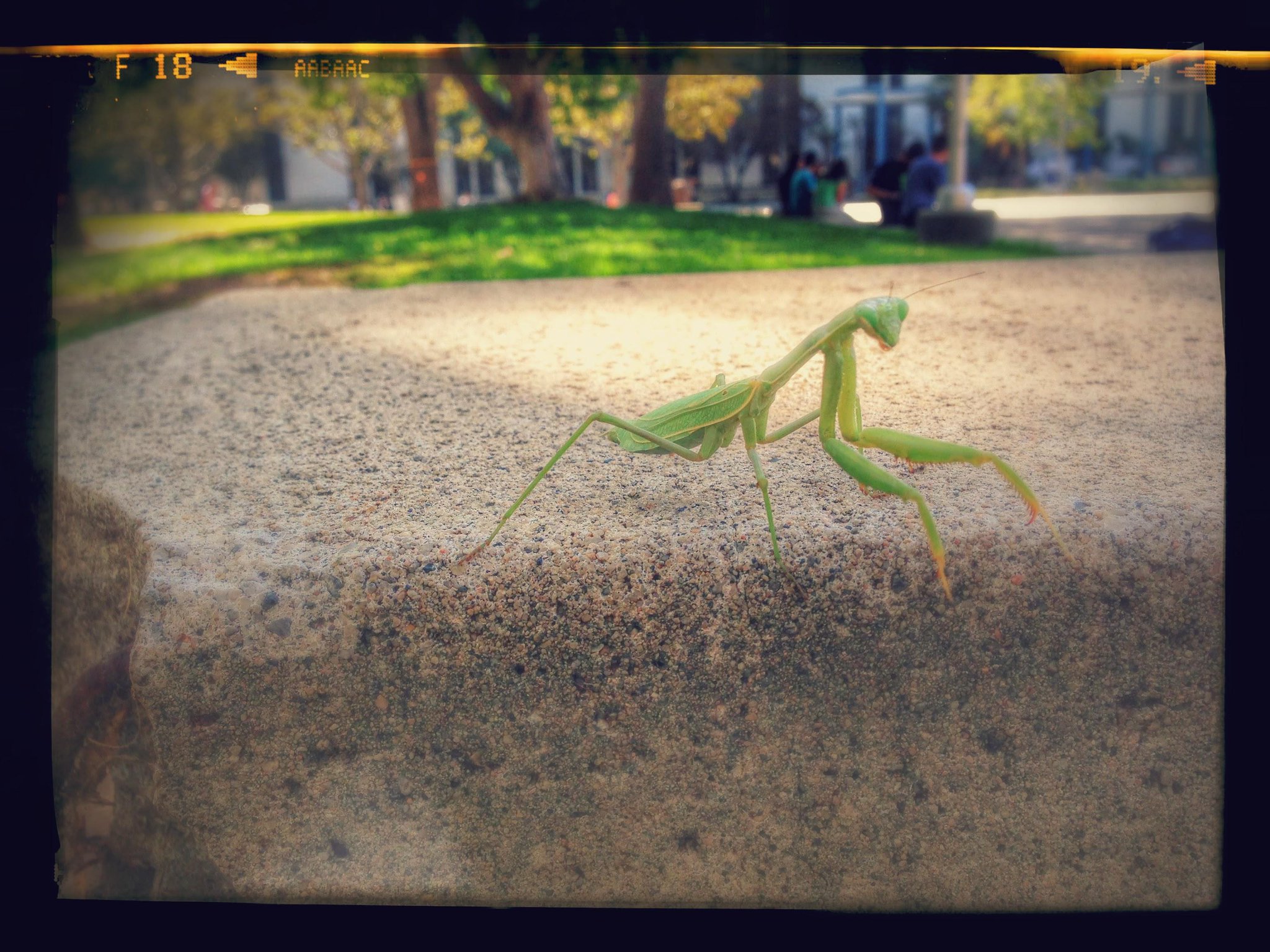 Embedded image permalink