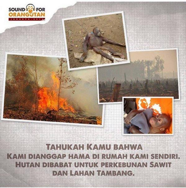 Mapala_Unda's tweet photo. Selamatkan mereka, sebelum anak cucu kita takkan pernah melihat mereka lagi #saveorghutan http://t.co/1opzjVb9gm
